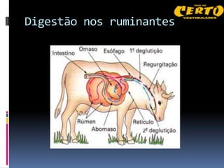Digestão nos ruminantes
 
