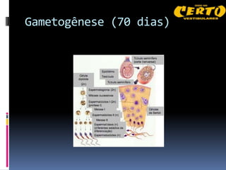 Gametogênese (70 dias)
 