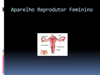 Aparelho Reprodutor Feminino
 
