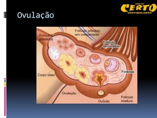 Ovulação
 