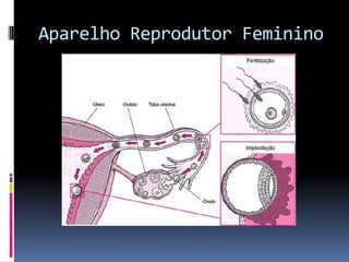 Aparelho Reprodutor Feminino
 