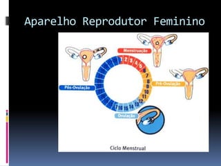 Aparelho Reprodutor Feminino
 