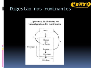 Digestão nos ruminantes
 