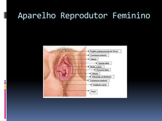 Aparelho Reprodutor Feminino
 