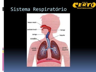 Sistema Respiratório
 