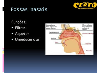 Fossas nasais

Funções:
 Filtrar
 Aquecer
 Umedecer o ar
 