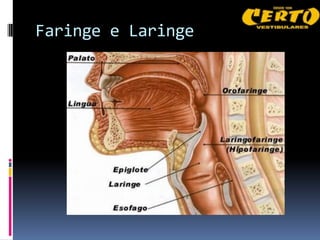 Faringe e Laringe
 