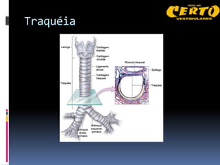 Traquéia
 
