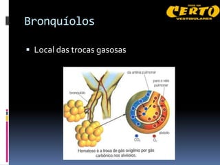 Bronquíolos

 Local das trocas gasosas
 