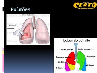 Pulmões
 