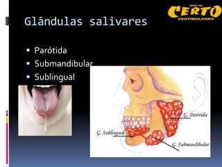Glândulas salivares

 Parótida
 Submandibular
 Sublingual
 
