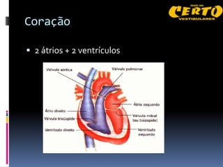 Coração

 2 átrios + 2 ventrículos
 
