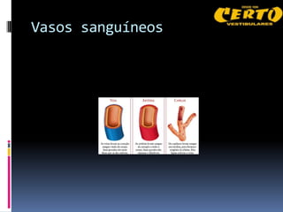 Vasos sanguíneos
 