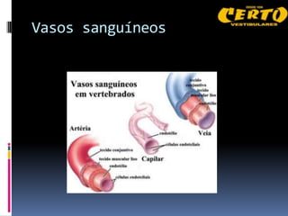 Vasos sanguíneos
 