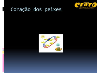 Coração dos peixes
 