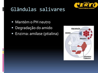 Glândulas salivares

 Mantém o PH neutro
 Degradação do amido
 Enzima: amilase (ptialina)
 