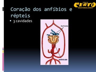 Coração dos anfíbios e
répteis
 3 cavidades
 