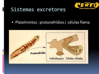 Sistemas excretores

 Platelmintos : protonefrídios / células flama
 