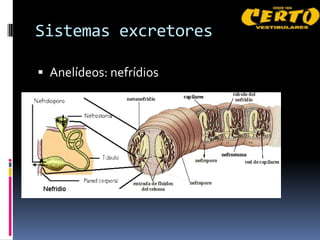 Sistemas excretores

 Anelídeos: nefrídios
 
