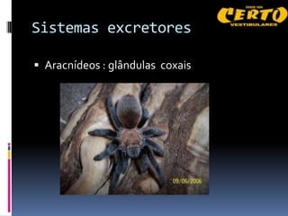 Sistemas excretores

 Aracnídeos : glândulas coxais
 