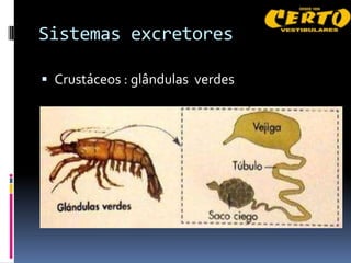 Sistemas excretores

 Crustáceos : glândulas verdes
 