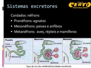 Sistemas excretores
 Cordados: néfrons
  Pronéfrons: agnatos
  Mesonéfrons: peixes e anfíbios
  Metanéfrons: aves, répteis e mamíferos
 