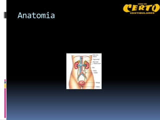 Anatomia
 