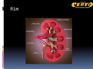 Rim
 
