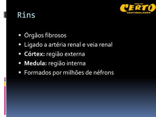 Rins

 Órgãos fibrosos
 Ligado a artéria renal e veia renal
 Córtex: região externa
 Medula: região interna
 Formados por milhões de néfrons
 