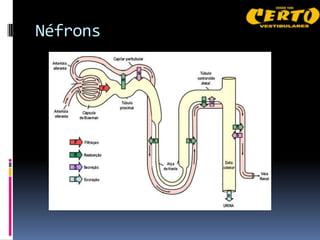 Néfrons
 