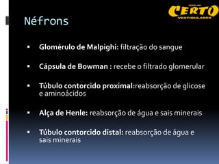 Néfrons

   Glomérulo de Malpighi: filtração do sangue

   Cápsula de Bowman : recebe o filtrado glomerular

   Túbulo contorcido proximal:reabsorção de glicose
    e aminoácidos

   Alça de Henle: reabsorção de água e sais minerais

   Túbulo contorcido distal: reabsorção de água e
    sais minerais
 