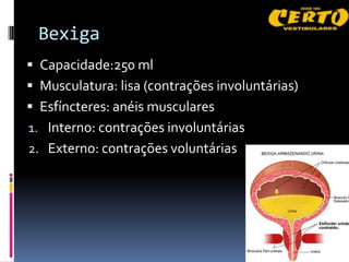 Bexiga
 Capacidade:250 ml
 Musculatura: lisa (contrações involuntárias)
 Esfíncteres: anéis musculares
1. Interno: contrações involuntárias
2. Externo: contrações voluntárias
 