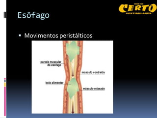 Esôfago

 Movimentos peristálticos
 