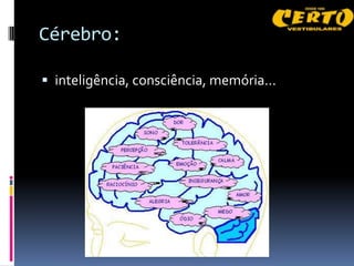 Cérebro:

 inteligência, consciência, memória...
 