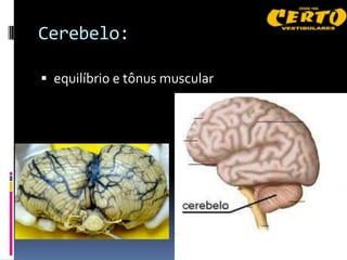 Cerebelo:

 equilíbrio e tônus muscular
 