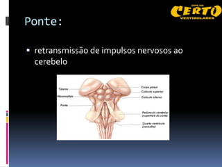 Ponte:

 retransmissão de impulsos nervosos ao
  cerebelo
 