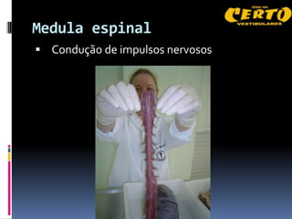 Medula espinal
 Condução de impulsos nervosos
 