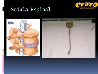 Medula Espinal
 