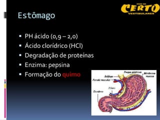 Estômago

 PH ácido (0,9 – 2,0)
 Ácido clorídrico (HCl)
 Degradação de proteínas
 Enzima: pepsina
 Formação do quimo
 