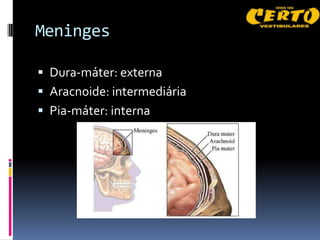 Meninges

 Dura-máter: externa
 Aracnoide: intermediária
 Pia-máter: interna
 
