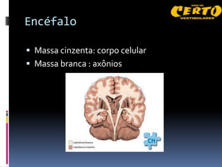 Encéfalo

 Massa cinzenta: corpo celular
 Massa branca : axônios
 
