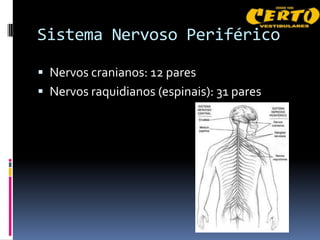 Sistema Nervoso Periférico

 Nervos cranianos: 12 pares
 Nervos raquidianos (espinais): 31 pares
 