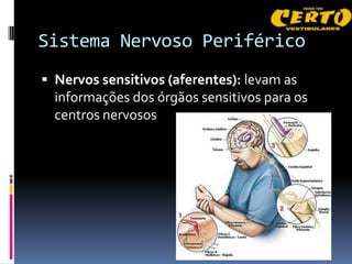 Sistema Nervoso Periférico
 Nervos sensitivos (aferentes): levam as
  informações dos órgãos sensitivos para os
  centros nervosos
 