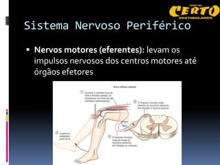 Sistema Nervoso Periférico
 Nervos motores (eferentes): levam os
  impulsos nervosos dos centros motores até
  órgãos efetores
 