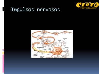 Impulsos nervosos
 