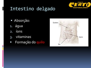 Intestino delgado

 Absorção:
1. água
2. íons
3. vitaminas
 Formação do quilo
 
