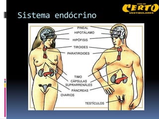 Sistema endócrino
 
