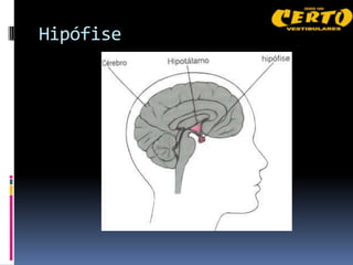 Hipófise
 