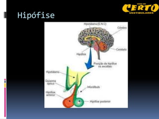 Hipófise
 