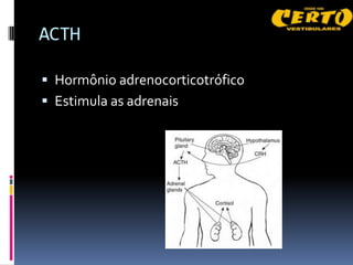 ACTH

 Hormônio adrenocorticotrófico
 Estimula as adrenais
 